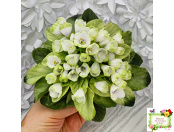 Н-Нейтири (Н. Бердникова) 2016 г.