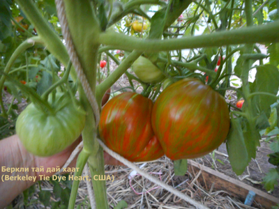 Томат Беркли Тай дай хаат (Berkeley Tie Dye Heart , USA)