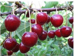 Тургеневка(вишня)