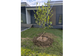 Посадка крупномеров, весна 2025