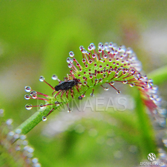 Семена Росянки Drosera MIX