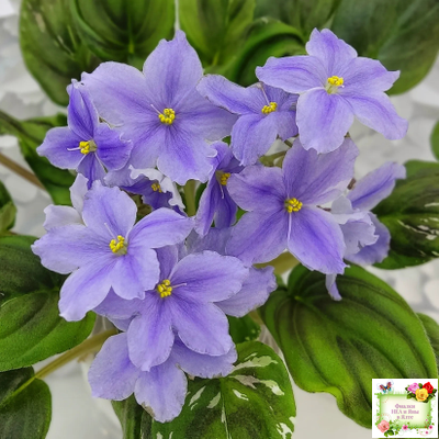 LV-Небо в Кармашке (Л. Шевелева) трейлер (пестролистный клакамас) сеянец