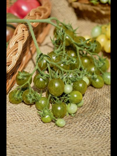 Томат Sister keyes (Систер Киз), 10 шт