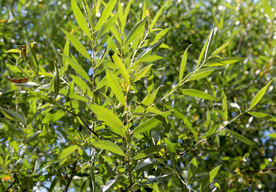 Ива белая Chermesina Britzenzis