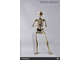 Человеческий скелет Коллекционная ФИГУРКА 1/6 scale THE HUMAN SKELETON DIECAST ALLOY BS011 COOMODEL