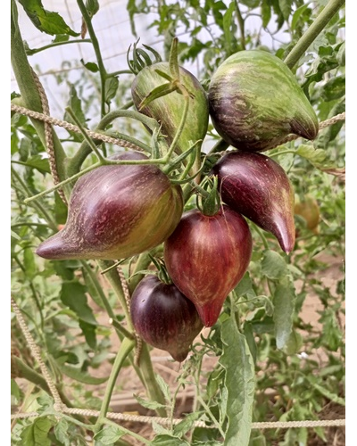 Томат Огненная комета Софии