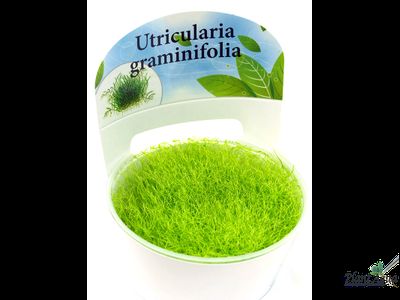 Утрикулярия граминифолия (меристемная)