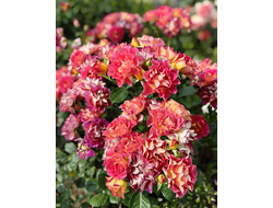 Brera (Брера) фл