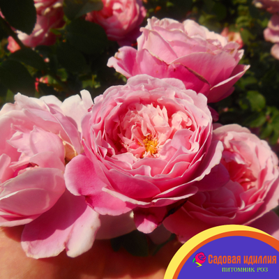 Дитер Мюллер (Dieter Muller)