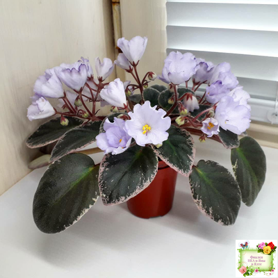 Rob's Pewter Bells (R. Robinson) 07/06/1992