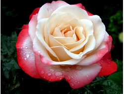 Роза Ностальжи (Nostalgie) ОКС, Россия