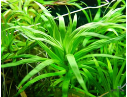 Heteranthera zosterifolia