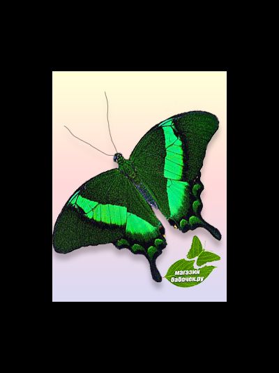 Парусник Полинур 10-13 см