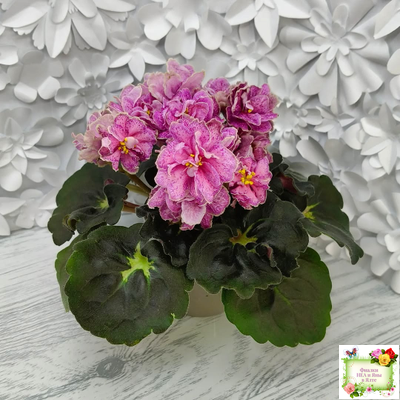 АВ-Шиповник (Фиалковод) 2021 г. (гёрл-листва)