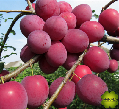 АЛЫЧА. СЛИВА РУССКАЯ "КУБАНСКАЯ КОМЕТА" (сладкая, урожайная) 1,8 м