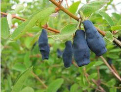 Фиалка(жимолость), 2 года, ЗКС