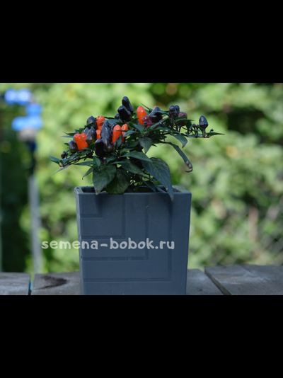 Перец острый NuMex Halloween, 10 шт