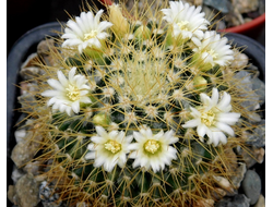 Mammillaria nivosa (семена)