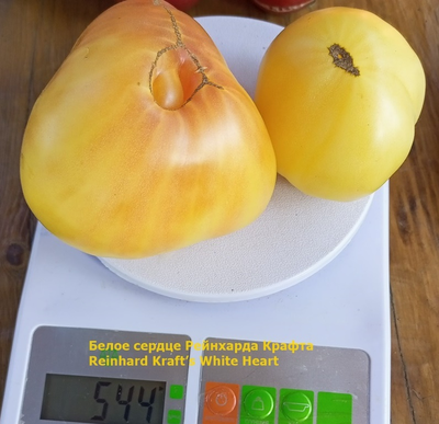 Томат Белое сердце Р. Крафта (Reinhard Kraft’s White Heart)