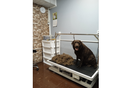 Лабрадор МАРГО