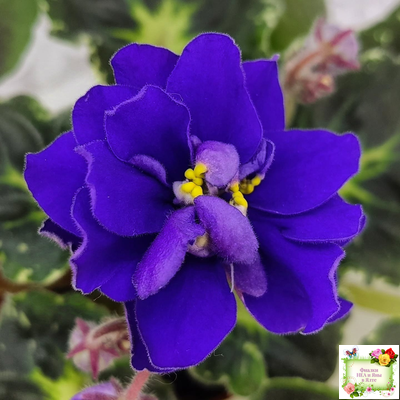 Р-Голубика (В. Зуб) 2023 г.