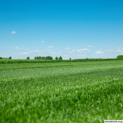 Рулонный газон Эталон