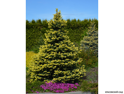 Ель колючая Мейголд - Maigold