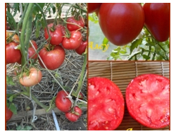 Томат Разбитое сердечко