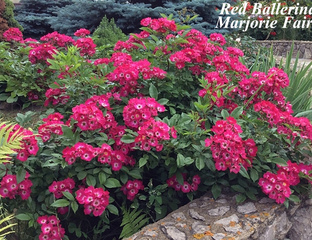 Парковые розы с закрытой корневой системой (в контейнерах)