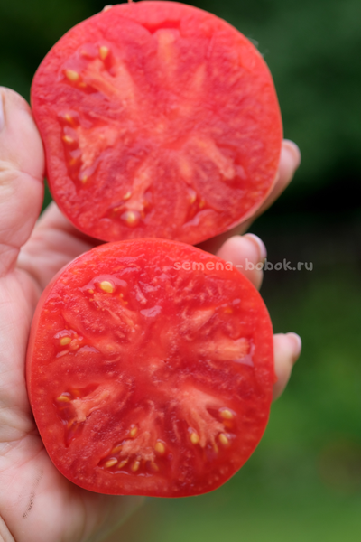 Томат Минусинский Низкий, 10 шт