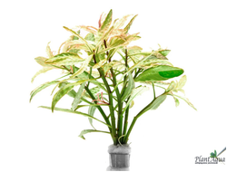 Людвигия sp white (пучок) сухая форма