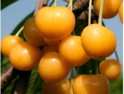 черешня "Чермашная" ранняя