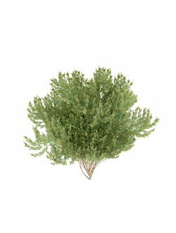 цветущие Акация Vachellia seyal Acacia-seyal Acacia-pompom 02