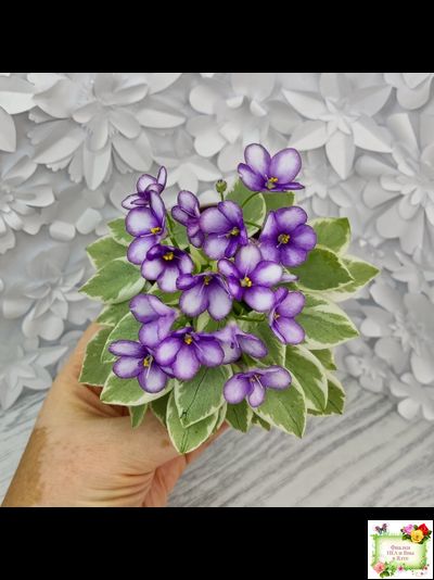 Rob's Lucky Penny (R.Robinson) (05/31/1997) листовая химера (пасынок сорт укоренённый)