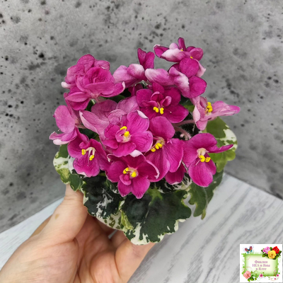 ЛЕ-Фруктовая Мармеладка (Е.Лебецкая) 2017 г. (пестролистный гёрл)