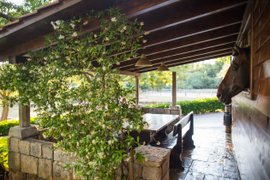 Конная прогулка по окрестностям Дубровника на пол дня