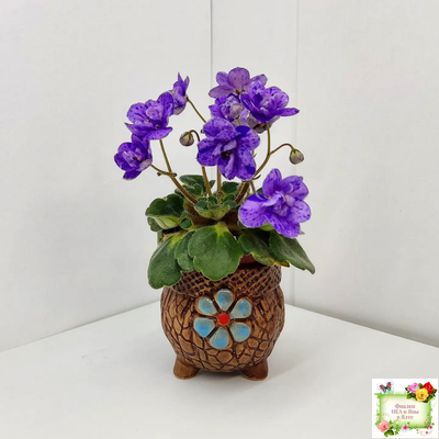 Milady (C.Russell) 01/21/1981 (гёрл-лист)