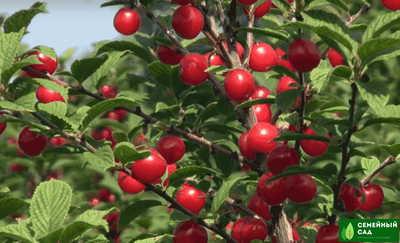 Вишня войлочная "Натали"