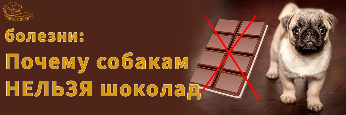 Почему собакам нельзя сыр