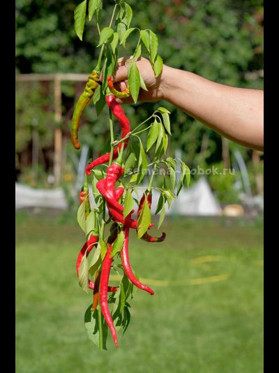 Перец острый Long Chili (Длинный Чили), 10 шт