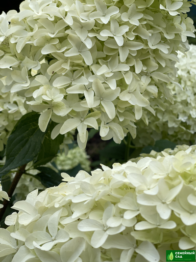 Гортензия метельчатая "Skyfall" (Скайфолл)
