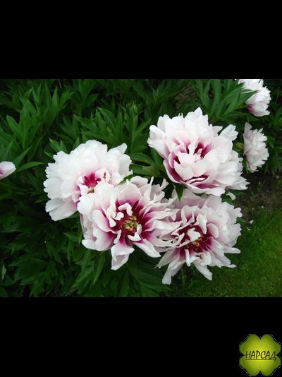 ПИОН ДРЕВОВИДНЫЙ ИТО-ГИБРИД "КОРА ЛУИЗА" зимовавший взрослый саженец