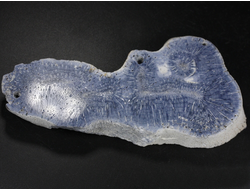 Коралл голубой Акори, Австралия (120*56*14 мм, 124 г) №37715