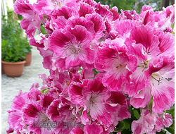 Пеларгония Peter's Choice