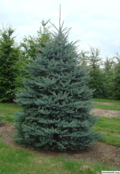 Ель Костер - фото в саду - красовский-сад.рф