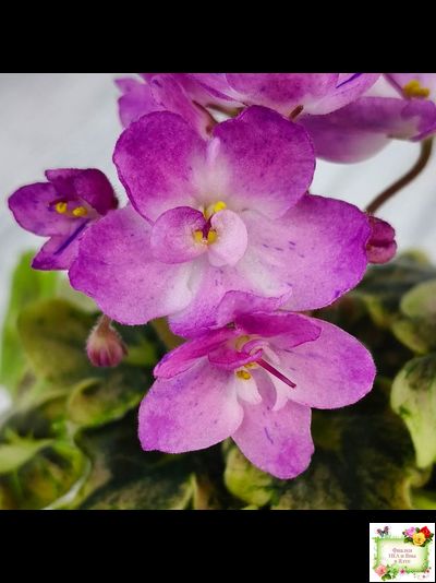 АВ-Почемучка (Фиалковод) 2020 г. (гёрл-листья с кроновой пестролистностью)