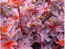 Пузыреплодник калинолистный Шух (Schuch), 0,5 л