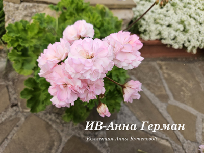 Пеларгония ИВ-Анна Герман