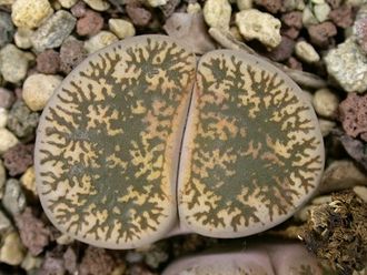 Lithops lesliei (Kimberley form) C341 pale form (MG) - 10 семян