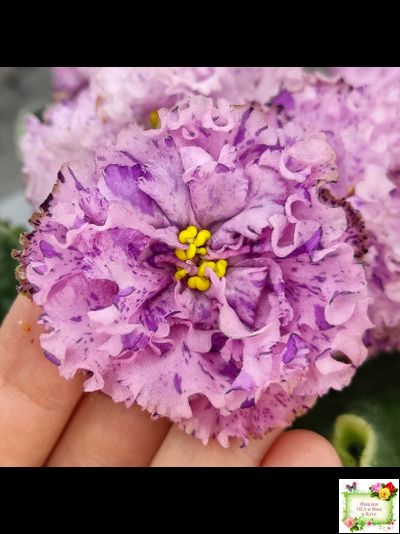 АВ-Розовое Шампанское (Фиалковод) 2020 г.